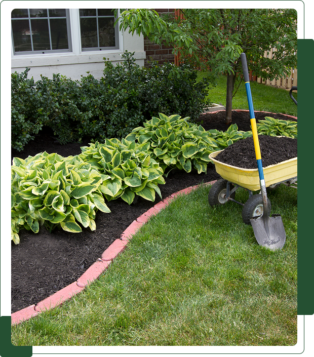 Group 1 (2) A garden bed with green hosta plants bordered by a red brick edge. A yellow wheelbarrow filled with soil and a shovel is on the grassy lawn nearby.