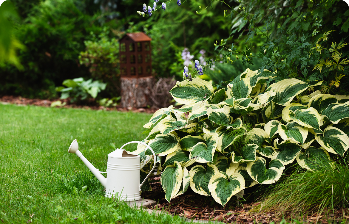 Rectangle 1120 A white watering can rests on grass next to a lush hosta plant with broad green and yellow leaves. A small, wooden decorative structure is visible in the background.